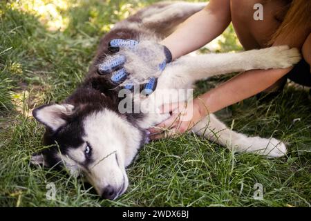 Personne soignant un chien Husky en extérieur Banque D'Images