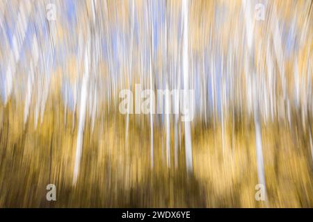 Technique de mouvement intentionnel de caméra ICM utilisée pour créer un arrière-plan abstrait en utilisant des couleurs d'automne et des bouleaux Banque D'Images