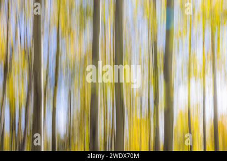 Technique de mouvement intentionnel de caméra ICM utilisée pour créer un arrière-plan abstrait en utilisant des couleurs d'automne et des bouleaux Banque D'Images