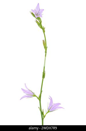Chausson de Rampion isolé sur fond blanc, Campanula rapunculus Banque D'Images