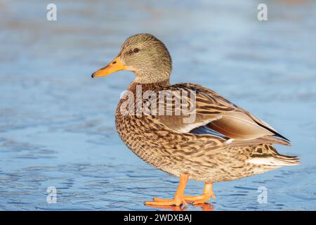 Canard colvert marchant sur la glace sur le Cemetery Lake Southampton Common Banque D'Images