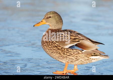 Canard colvert marchant sur la glace sur le Cemetery Lake Southampton Common Banque D'Images