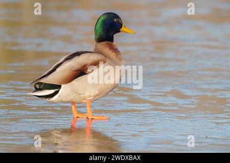 Canard colvert marchant sur la glace sur le Cemetery Lake Southampton Common Banque D'Images