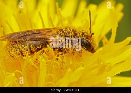 Gros plan naturel sur une abeille minière femelle à queue champêtre, Andrena humilis entièrement recouverte de pollen de pissenlit jaune Banque D'Images