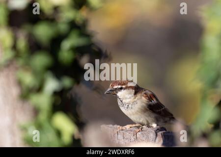 Le Moineau italien (passer italiae), également connu sous le nom de Moineau cisalpin, est un oiseau passine, oiseau typique de l'avifaune italienne Banque D'Images