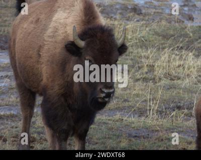 Portrait de Yellowstone Bison, Banque D'Images