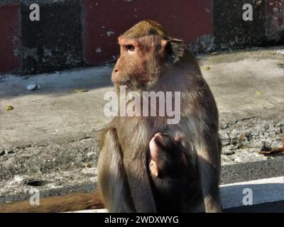 La famille macaque de Bangkok dans la rue Banque D'Images