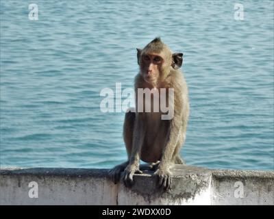 Macaque crabe de Bangkok au bord de l'océan Banque D'Images