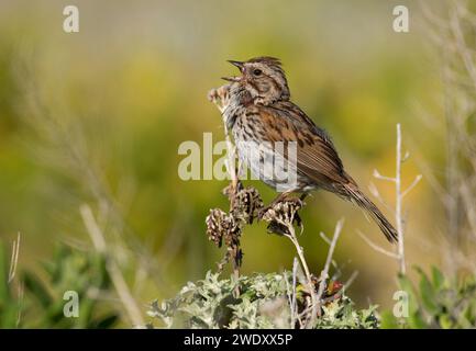 Song Sparrow (Melospiza melodia), Montana de Oro State Park, Californie Banque D'Images