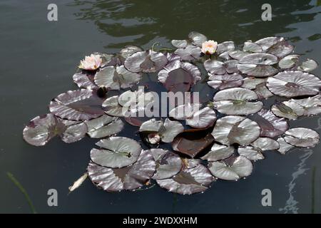 Lilies d'eau à Pond Wisley Surrey, Angleterre Banque D'Images