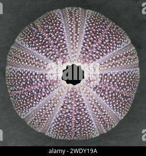 Gros plan sur un oursin violet géant vu d'en haut. Sa coquille est exceptionnellement ronde et est magnifiquement colorée. Banque D'Images