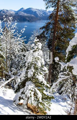 Arbre généalogique de fourrure dans la neige Banque D'Images