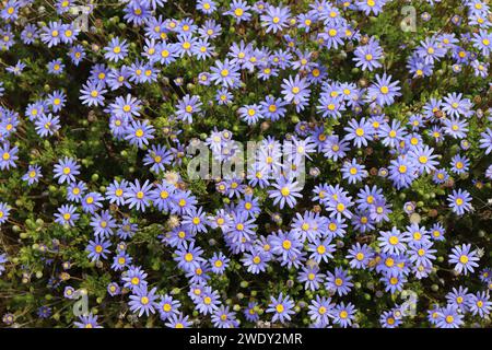 Champ de marguerites violettes fleuries Banque D'Images