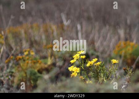 Tapis de fleurs jaunes sur le terrain de Channel Island Banque D'Images