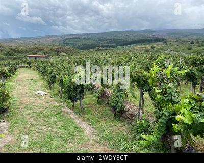 Vue captivante du domaine viticole de l'Etna (Sicile/Italie) niché au milieu de vignobles luxuriants, encadrés par le majestueux volcan. Banque D'Images