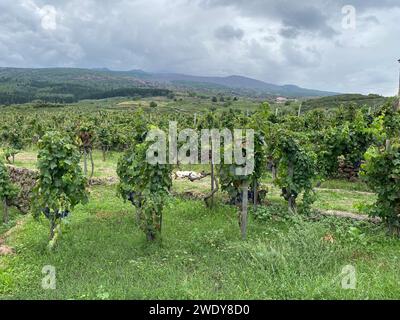 Vue captivante du domaine viticole de l'Etna (Sicile/Italie) niché au milieu de vignobles luxuriants, encadrés par le majestueux volcan. Banque D'Images