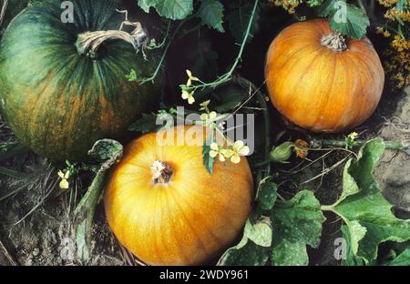 Citrouilles sur le sol poussant dans le champ. Récolte de citrouilles d'automne en Nouvelle-Angleterre. Thanksgiving. Vacances américaines. ÉTATS-UNIS Banque D'Images