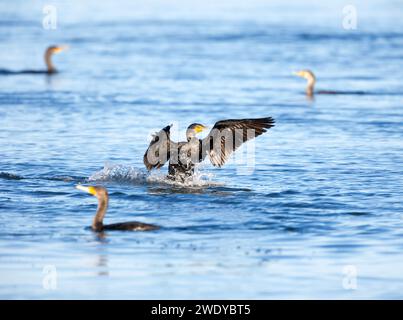 Double crête Cormorant atterrissant sur l'eau Banque D'Images