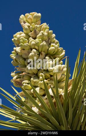 Joshua tree (Yucca brevifolia) fleurs, Joshua Tree National Park, Californie Banque D'Images