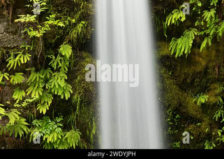 Falls Creek de cuivre sur le long du sentier de la rivière Lewis, Gifford Pinchot National Forest, Washington Banque D'Images