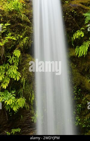 Falls Creek de cuivre sur le long du sentier de la rivière Lewis, Gifford Pinchot National Forest, Washington Banque D'Images