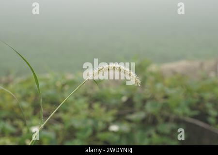 Setaria viridis vert sur un beau fond clair du matin, setaria parviflora vert avec des gouttes d'eau (rosée) Banque D'Images