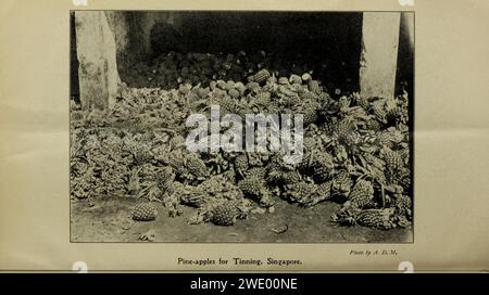 Bulletin agricole du détroit et États malais fédérés. Nouvelle série Banque D'Images