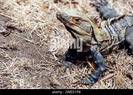 Un iguane adulte à queue épineuse noire, ptérosaures similis, au sol Banque D'Images