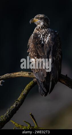 Jeune aigle chauve (Haliaeetus leucocephalus) perché sur une branche d'arbre Banque D'Images