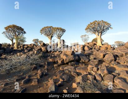 Beau paysage avec carquois en Namibie Banque D'Images