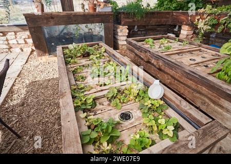 Un certain nombre de plants de fraises poussent dans une serre en bois. Cette serre utilise la culture hydroponique. Banque D'Images