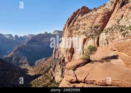 Un seul arbre pousse d'un rocher surplombant une vallée escarpée dans le parc national de zion. La vue de ce canyon Overlook est impressionnante! Banque D'Images