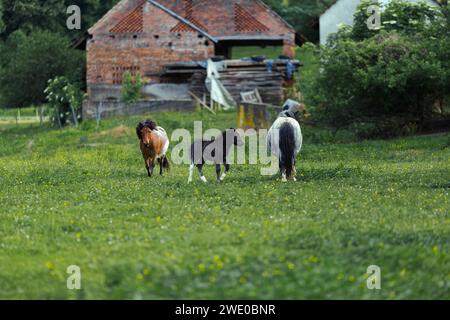 Un cheval et son poulain sortie sur le champ marchant sur l'herbe verte. Il s'agit d'animaux en liberté dans une ferme. Banque D'Images