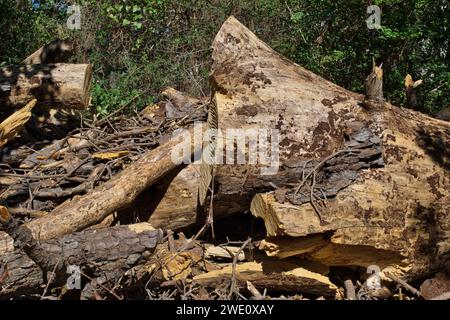 Cyprès coupés dans une forêt laissant un grand tas de débris. Image conceptuelle de l'industrie forestière et de la suppression des arbres. Banque D'Images
