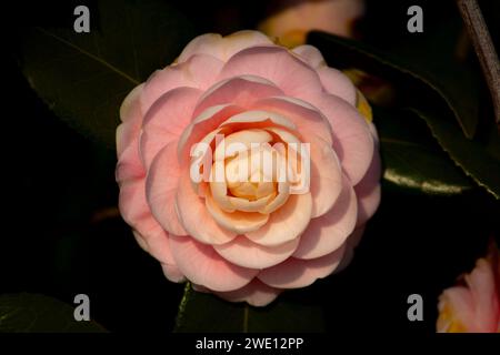 Camellia japonica flower Banque D'Images