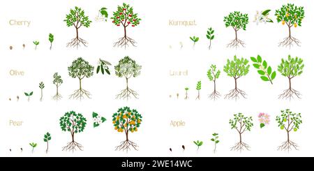 Ensemble de cycles de croissance d'arbres fruitiers avec des racines sur un fond blanc. Illustration de Vecteur