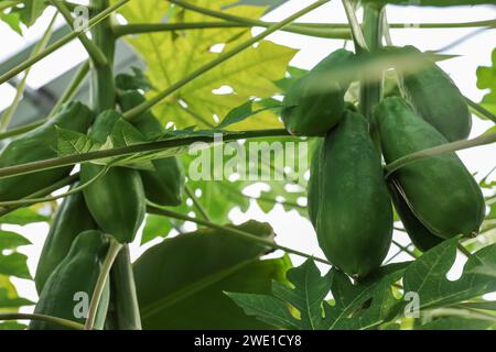 Fruits de papaye non mûrs poussant sur l'arbre en serre Banque D'Images