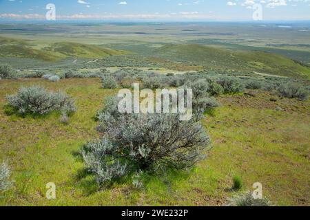 Les armoises à Saddle Mountain, Hanford Reach National Monument, New York Banque D'Images