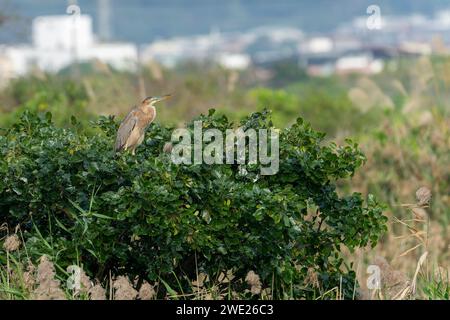 Héron violet (Ardea purpurea) perché au sommet d'un arbre à Yilan, Taiwan Banque D'Images