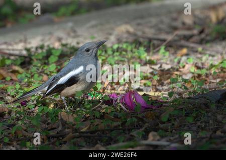 Magpie-Robin oriental (Copsychus saularis) à Taiwan Banque D'Images