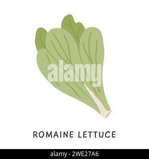Illustration plate de vecteur de laitue de cos ou romaine biologique. Icône de feuilles végétales antioxydantes diététiques dans un style coloré de doodle simple. Ingredient dessiné à la main Illustration de Vecteur