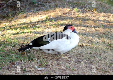 Dans l'image est un canard de Muscovy., le corps est noir et blanc, visage rouge. Debout sur la pelouse. Banque D'Images