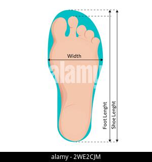 Conception d'illustration vectorielle de mesures de taille de pied. Illustration de Vecteur