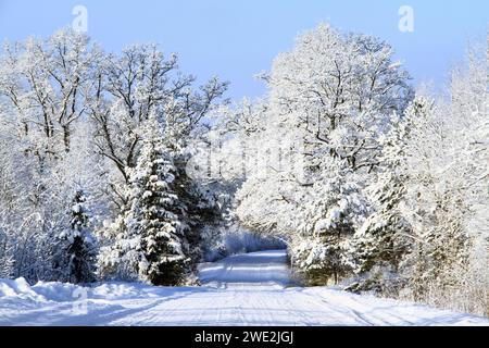 Une scène hivernale pittoresque avec une route enneigée flanquée de nombreux arbres. Banque D'Images