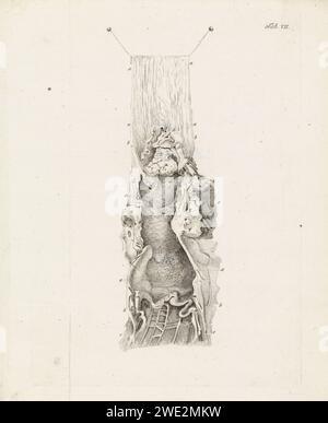 Image anatomique, Robbert Muys, 1785 imprimer image anatomique. En haut à droite : onglet. VII Feuille d'un livre sur l'anatomie du corps humain. Rotterdam papier gravure physiologie et anatomie (+ recherche scientifique) Banque D'Images