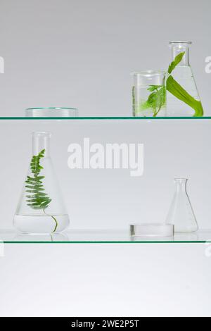 Sur l'étagère en verre dans le laboratoire, il y a des bocaux en verre contenant des feuilles pour la recherche cosmétique et des podiums transparents pour le produit d'affichage. Natura Banque D'Images