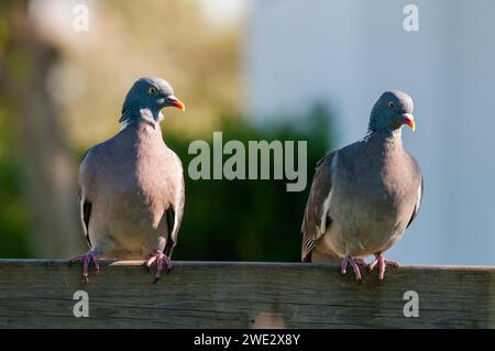 Pigeon de bois commun, Columba palumbus, perché sur une clôture en bois, Catalogne, Espagne Banque D'Images