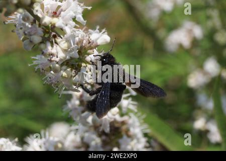 Le réchauffement climatique fait que l'abeille charpentière noire devient de plus en plus courante en Allemagne. Banque D'Images