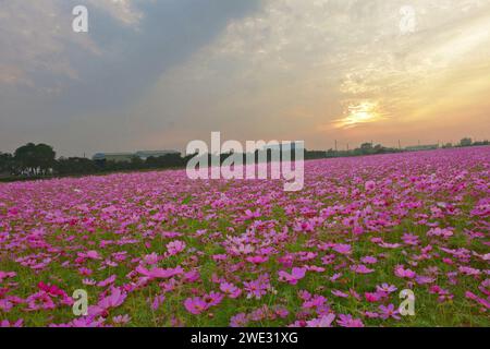 Champ de fleurs roses sous le coucher du soleil Banque D'Images
