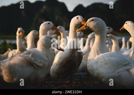 Canards blancs au coucher du soleil le long des montagnes karstiques à Ninh Binh, Vietnam Banque D'Images